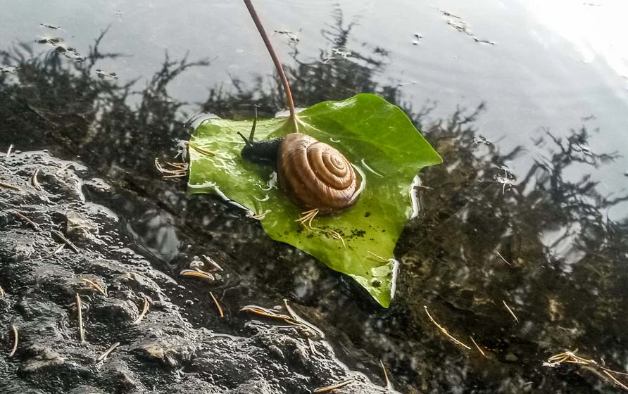 Guggul can help cure infections caused by schistosomes from fresh water snails.