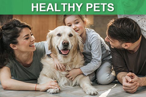 Healthy Pets